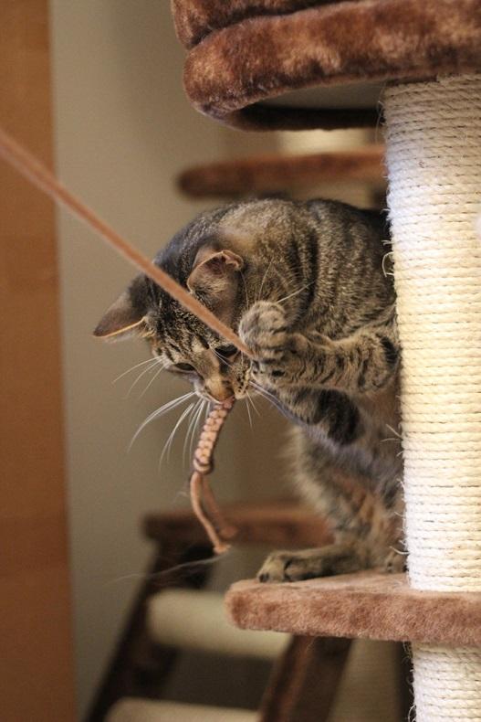 kissa leikkii lelulla