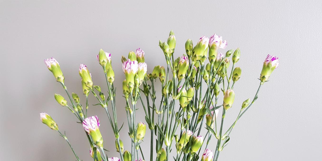 Lilat neilikat harmaata seinää vasten. 