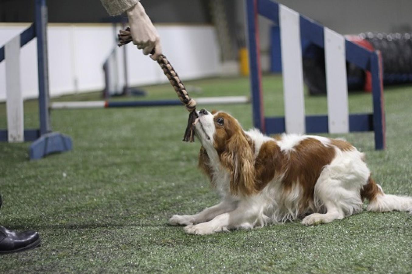 koira leikkii lelulla