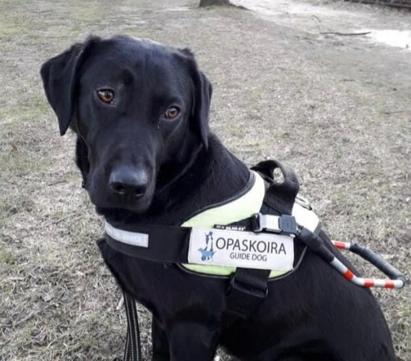 Opaskoira istuu syksyisessä säässä ja katsoo oikealle