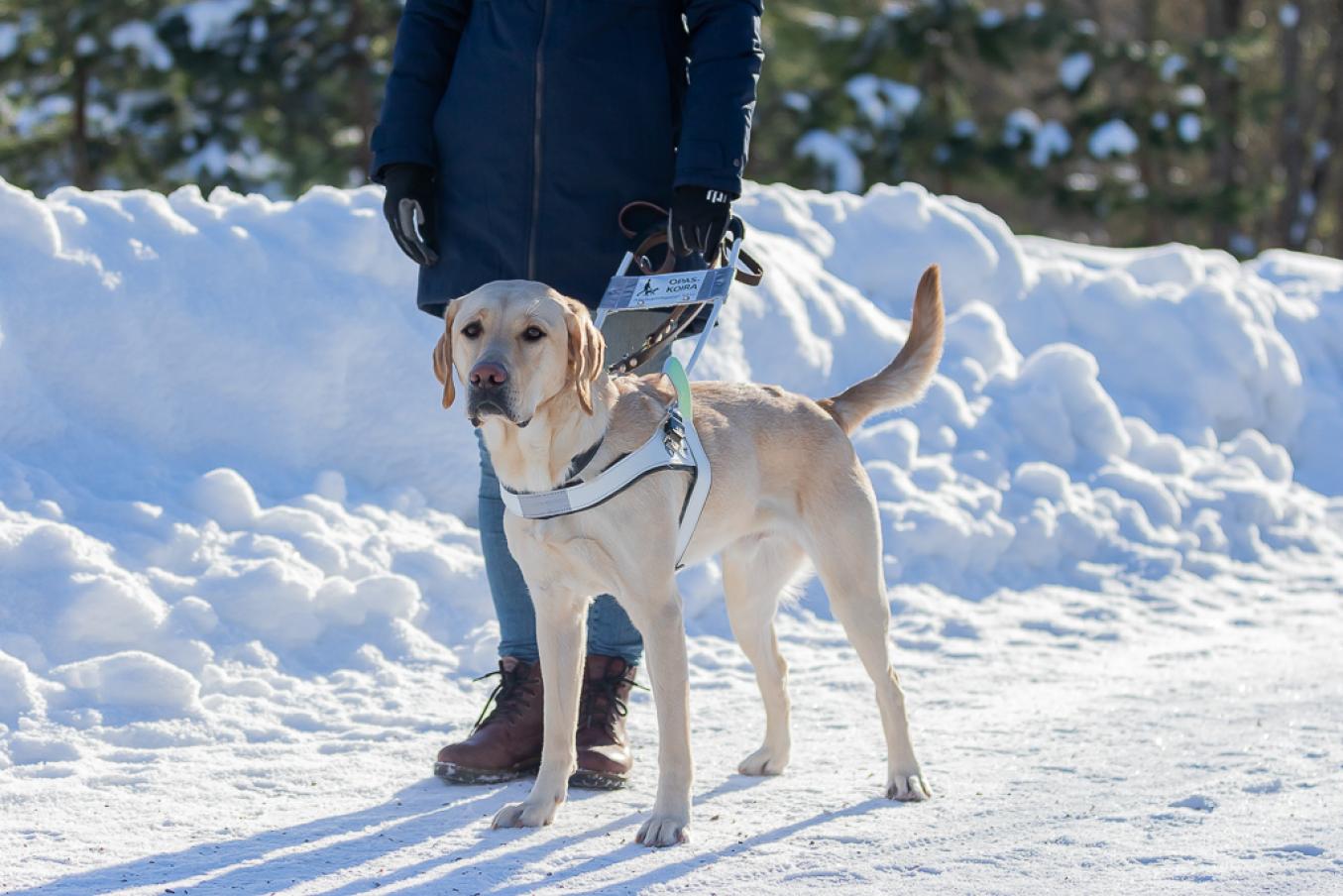 keltainen labradori seisoo valjaat päällään lumisessa maisemassa.