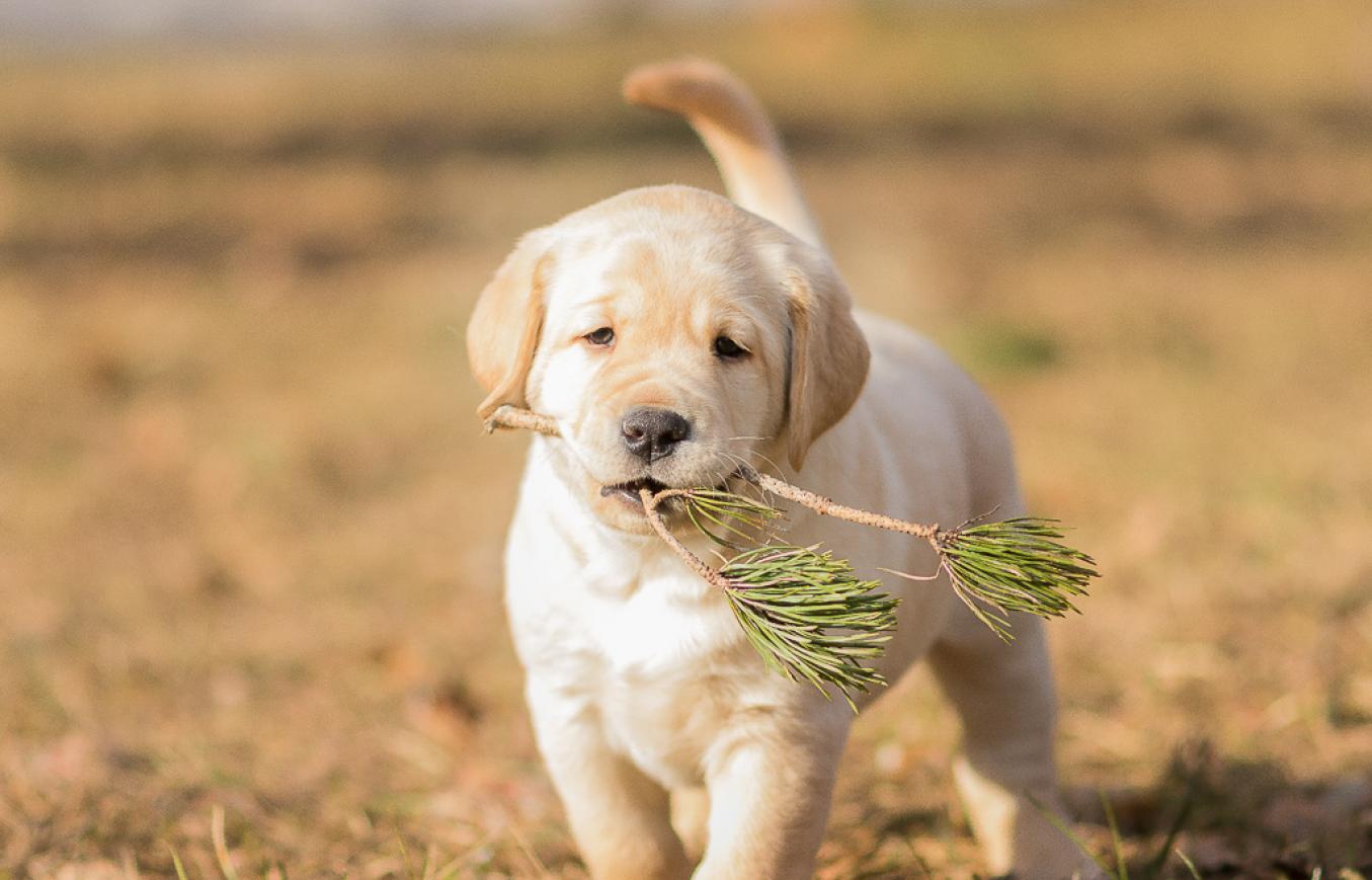 keltainen labradoripentu tulee kohti kuvaajaa männynoksa suussaan