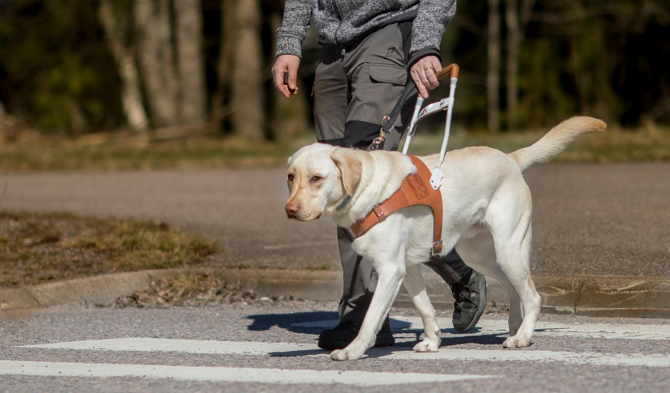 keltainen labradori opastaa käyttäjää suojatien yli