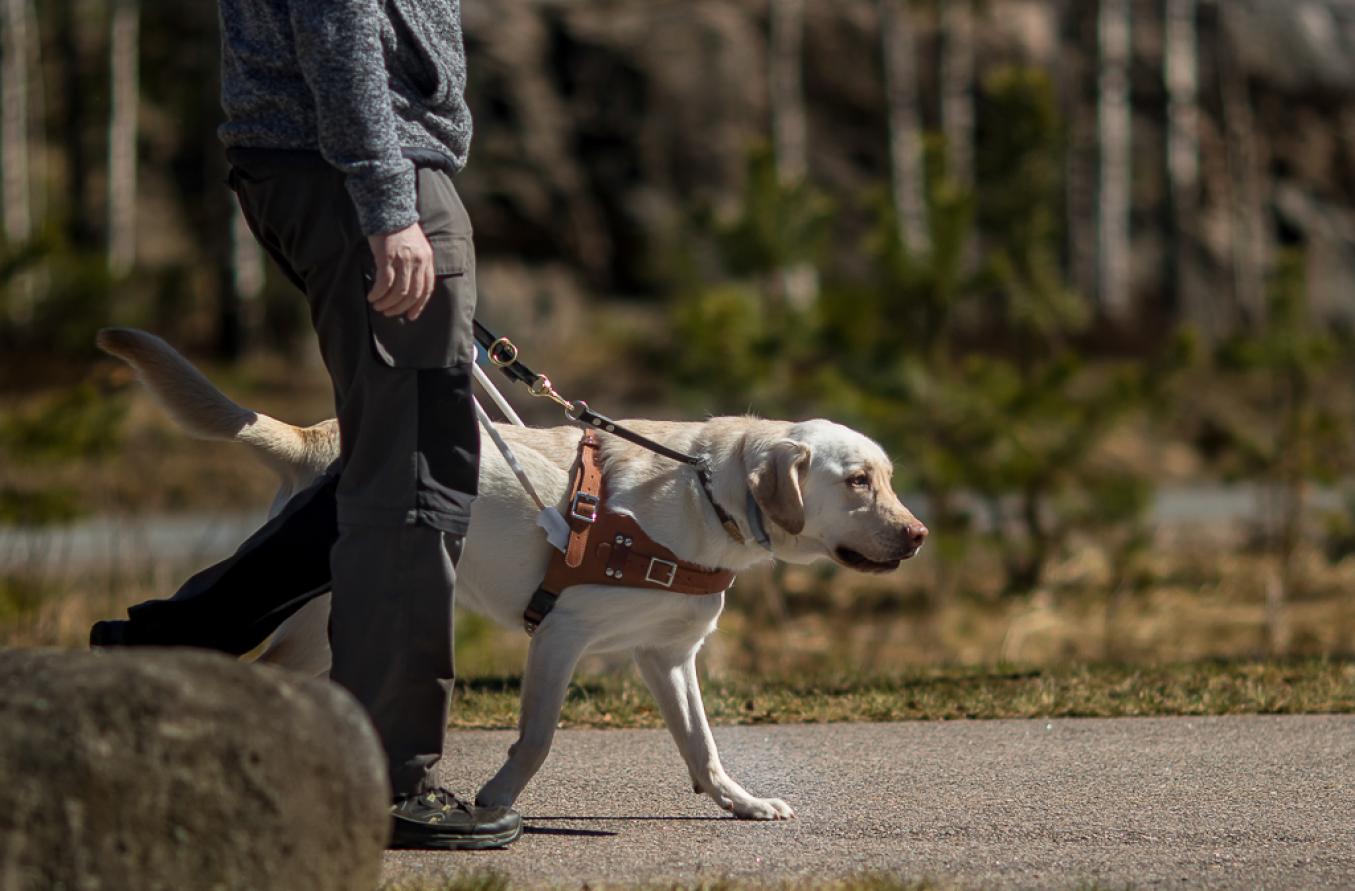 keltainen labradori kävelee määrätietoisesti eteenpäin valjaissa