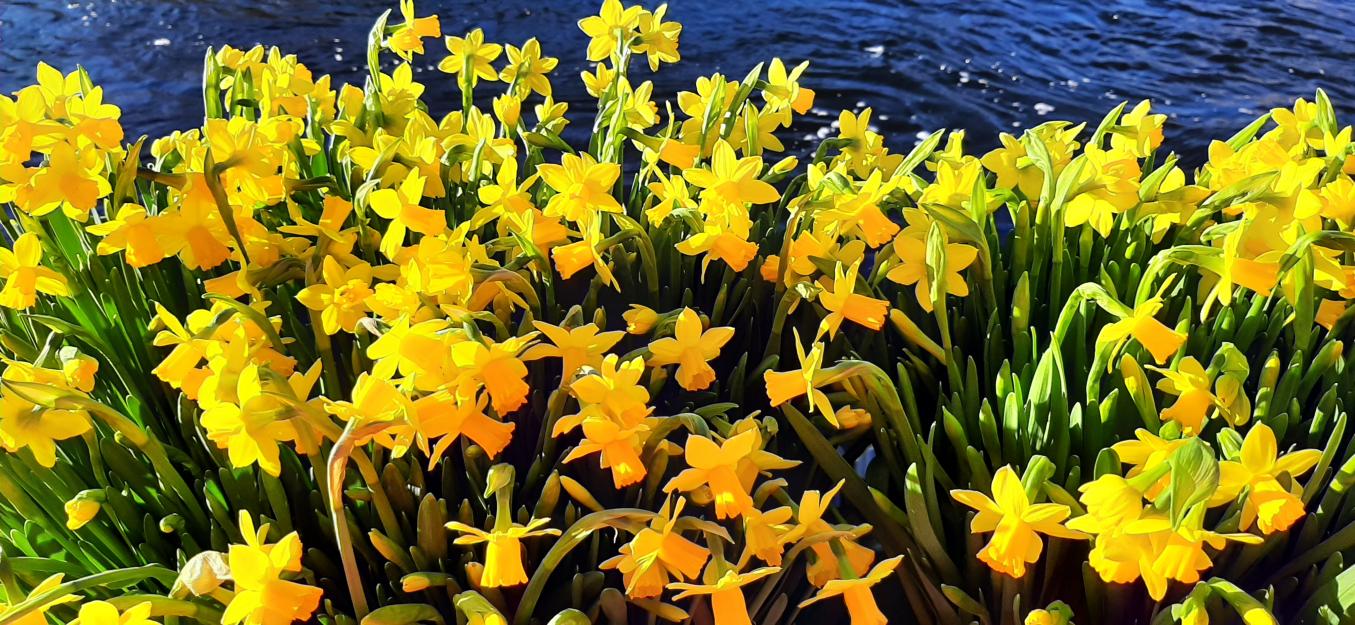 Keltaiset narsissit Tammerkosken rannalla.