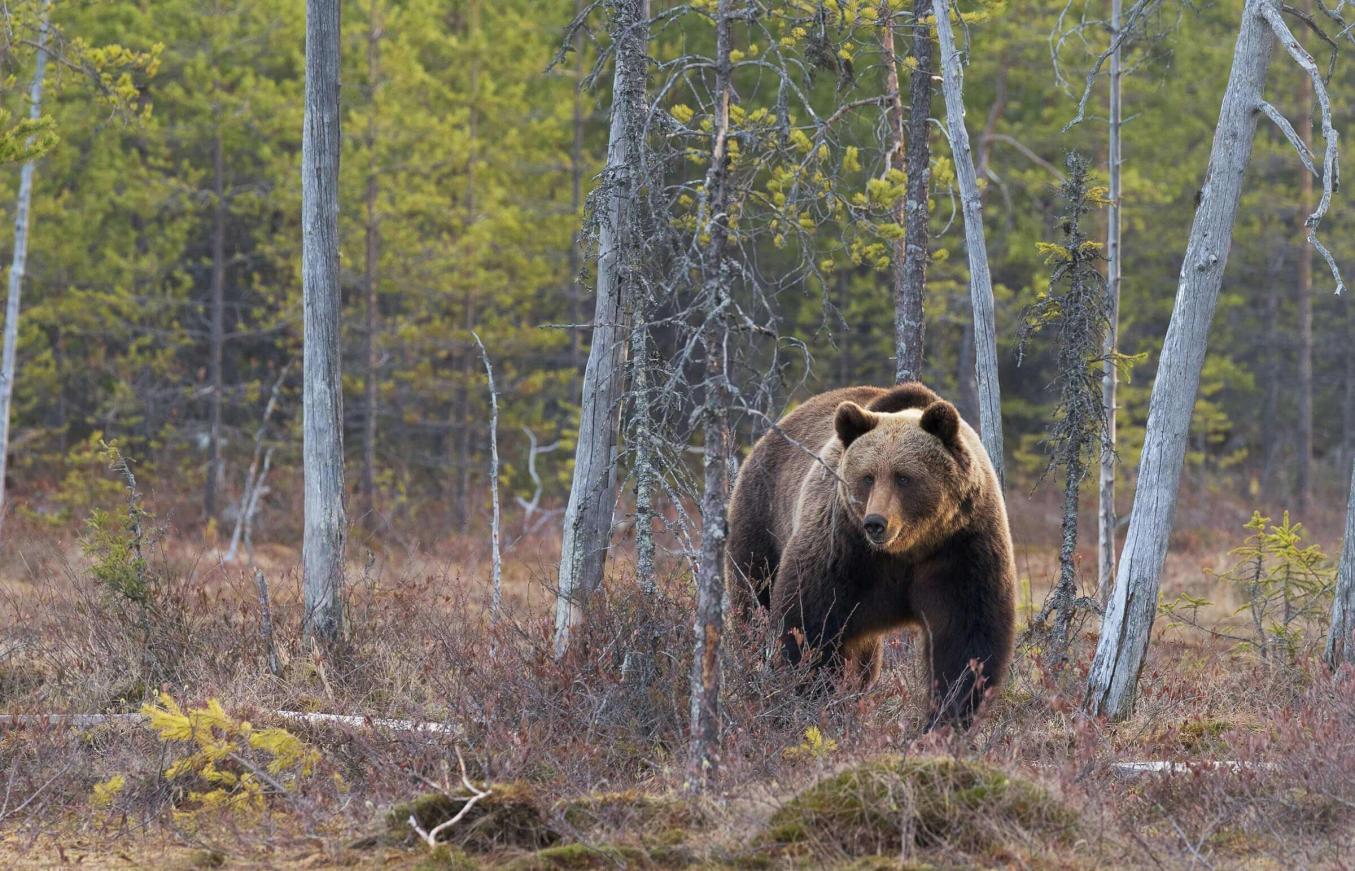 Karhu kävelee metsäaukealla kohti kameraa.