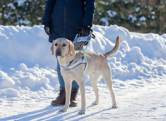 keltainen labradori seisoo valjaat päällään lumisessa maisemassa.