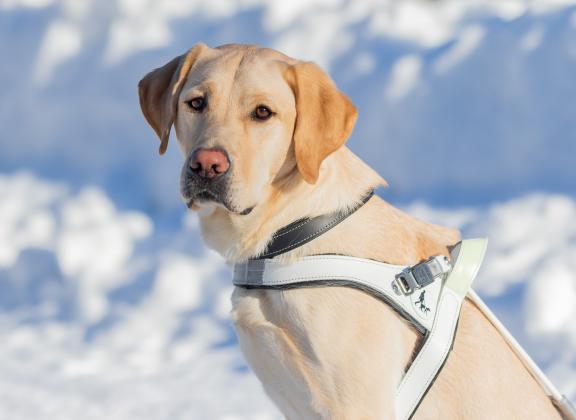 keltainen labradori istuu valjaat päällään lumisessa maisemassa ja katsoo kameraan