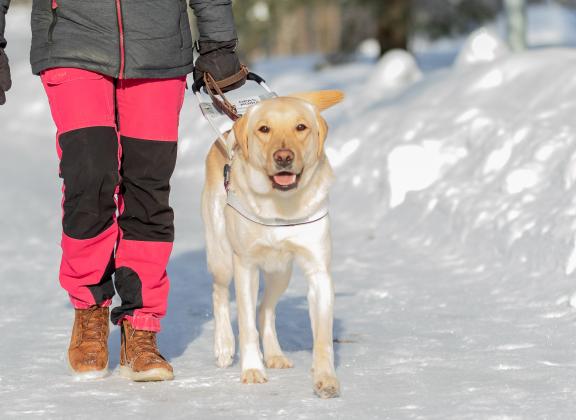 keltainen labradori opastaa valjaat yllään ja kulkee kohti kuvaajaa